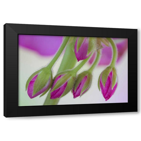 Washington Geranium buds close-up Black Modern Wood Framed Art Print with Double Matting by Paulson, Don