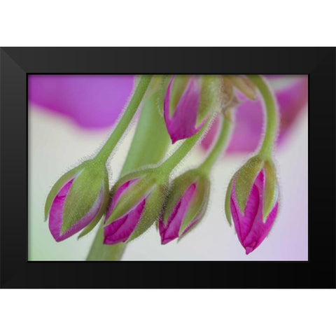 Washington Geranium buds close-up Black Modern Wood Framed Art Print by Paulson, Don