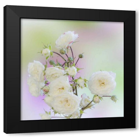 Washington Close-up of peace roses Black Modern Wood Framed Art Print with Double Matting by Paulson, Don
