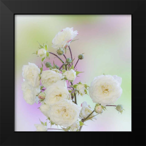 Washington Close-up of peace roses Black Modern Wood Framed Art Print by Paulson, Don