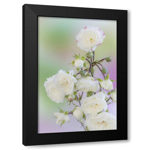 Washington Close-up of peace roses Black Modern Wood Framed Art Print with Double Matting by Paulson, Don