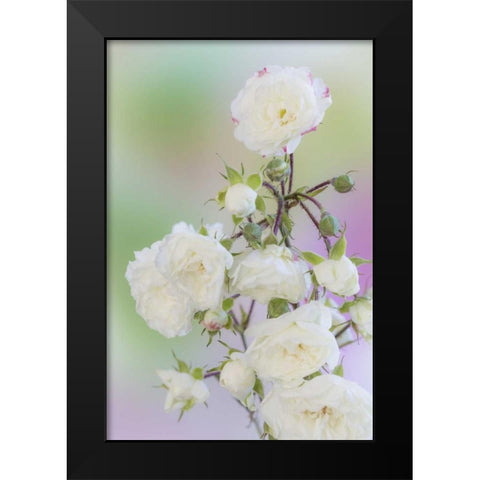 Washington Close-up of peace roses Black Modern Wood Framed Art Print by Paulson, Don