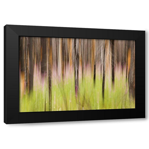 Canada, BC, Motion blur of grass and trees Black Modern Wood Framed Art Print by Paulson, Don