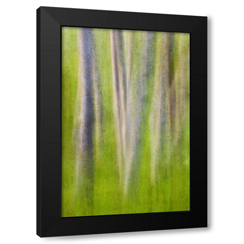 USA, Washington State Alder tree abstract Black Modern Wood Framed Art Print with Double Matting by Paulson, Don