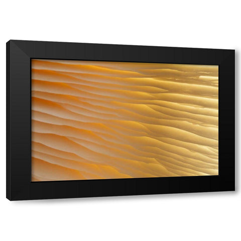 Washington , Seabeck Abstract of mushroom plant Black Modern Wood Framed Art Print by Paulson, Don