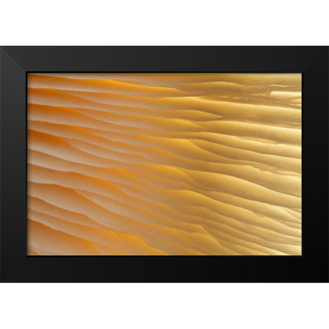 Washington , Seabeck Abstract of mushroom plant Black Modern Wood Framed Art Print by Paulson, Don