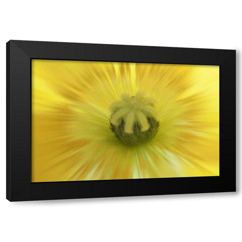 Washington, Seabeck Abstract inside poppy flower Black Modern Wood Framed Art Print with Double Matting by Paulson, Don