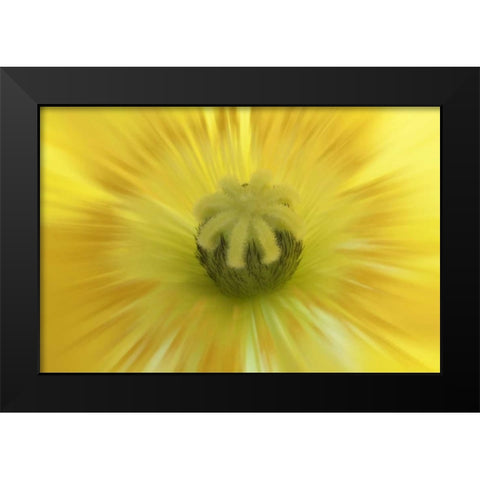 Washington, Seabeck Abstract inside poppy flower Black Modern Wood Framed Art Print by Paulson, Don