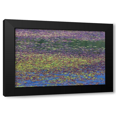 OR, Tahkenitch Lake Abstract of duck weed Black Modern Wood Framed Art Print with Double Matting by Paulson, Don