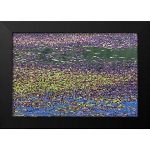 OR, Tahkenitch Lake Abstract of duck weed Black Modern Wood Framed Art Print by Paulson, Don