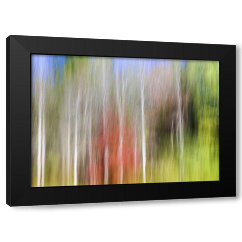 TN, Cherokee NF Abstract tree reflects in a pond Black Modern Wood Framed Art Print by Paulson, Don