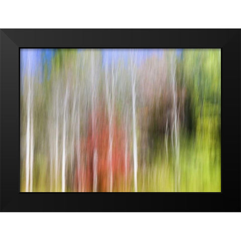 TN, Cherokee NF Abstract tree reflects in a pond Black Modern Wood Framed Art Print by Paulson, Don