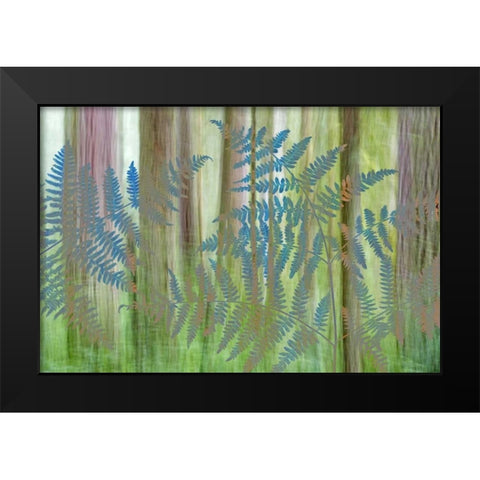 WA, Seabeck Collage of bracken ferns and forest Black Modern Wood Framed Art Print by Paulson, Don