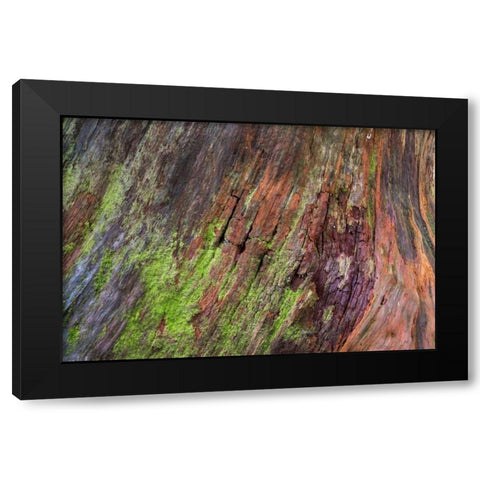Washington, Olympic NP Rotten stump with moss Black Modern Wood Framed Art Print with Double Matting by Paulson, Don