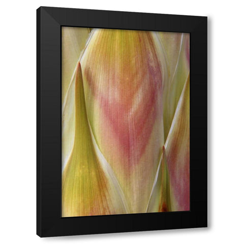 Washington State, Seabeck Flower petals Black Modern Wood Framed Art Print by Paulson, Don
