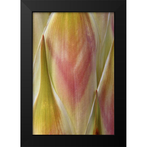 Washington State, Seabeck Flower petals Black Modern Wood Framed Art Print by Paulson, Don
