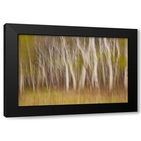 USA, Montana Aspen forest abstract Black Modern Wood Framed Art Print with Double Matting by Paulson, Don