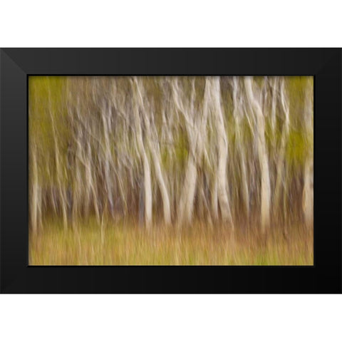 USA, Montana Aspen forest abstract Black Modern Wood Framed Art Print by Paulson, Don