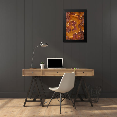 Washington Detail of Pacific madrona tree bark Black Modern Wood Framed Art Print by Paulson, Don
