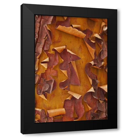 Washington Detail of Pacific madrona tree bark Black Modern Wood Framed Art Print with Double Matting by Paulson, Don