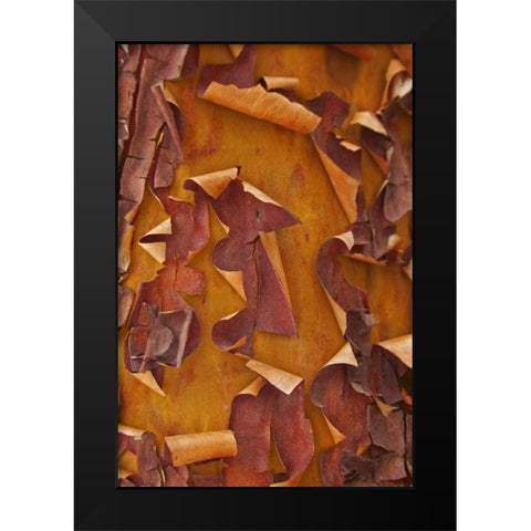 Washington Detail of Pacific madrona tree bark Black Modern Wood Framed Art Print by Paulson, Don