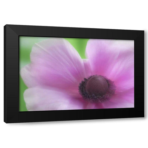 Washington, Seabeck Garden Flower Anemone Black Modern Wood Framed Art Print with Double Matting by Paulson, Don