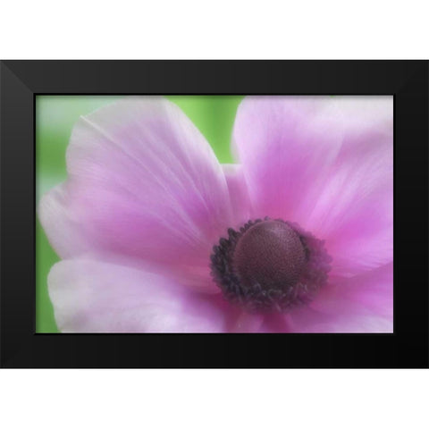 Washington, Seabeck Garden Flower Anemone Black Modern Wood Framed Art Print by Paulson, Don
