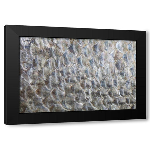 USA, Washington Detail abstract of fish scales Black Modern Wood Framed Art Print by Paulson, Don