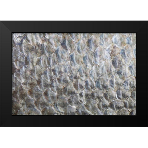 USA, Washington Detail abstract of fish scales Black Modern Wood Framed Art Print by Paulson, Don