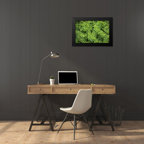 Washington State, San Juan Islands Foliage Black Modern Wood Framed Art Print by Paulson, Don