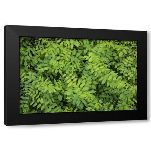 Washington State, San Juan Islands Foliage Black Modern Wood Framed Art Print by Paulson, Don