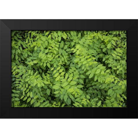 Washington State, San Juan Islands Foliage Black Modern Wood Framed Art Print by Paulson, Don