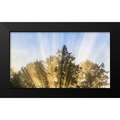 Washington, Seabeck Sun rays through fir trees Black Modern Wood Framed Art Print by Paulson, Don