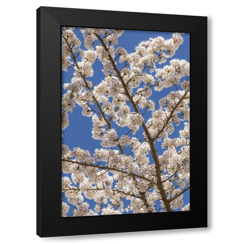 Washington, Seabeck Cherry tree blossoms Black Modern Wood Framed Art Print by Paulson, Don