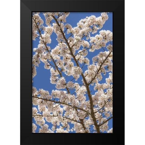 Washington, Seabeck Cherry tree blossoms Black Modern Wood Framed Art Print by Paulson, Don