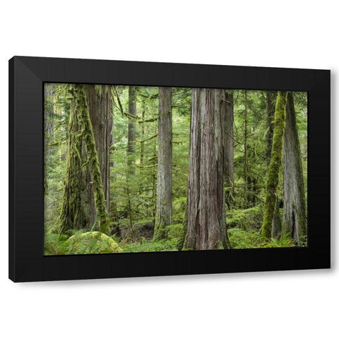 Washington, Olympic NP Barnes Creek Trail forest Black Modern Wood Framed Art Print by Paulson, Don
