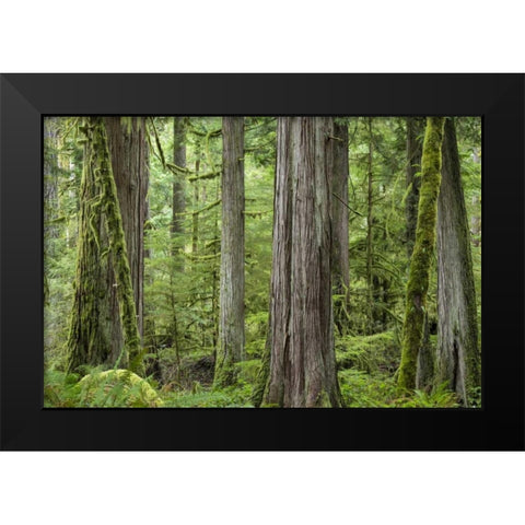 Washington, Olympic NP Barnes Creek Trail forest Black Modern Wood Framed Art Print by Paulson, Don