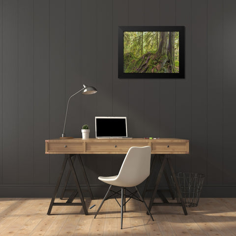 WA, Olympic NP Western red cedar on boulder Black Modern Wood Framed Art Print by Paulson, Don
