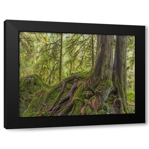 WA, Olympic NP Western red cedar on boulder Black Modern Wood Framed Art Print with Double Matting by Paulson, Don