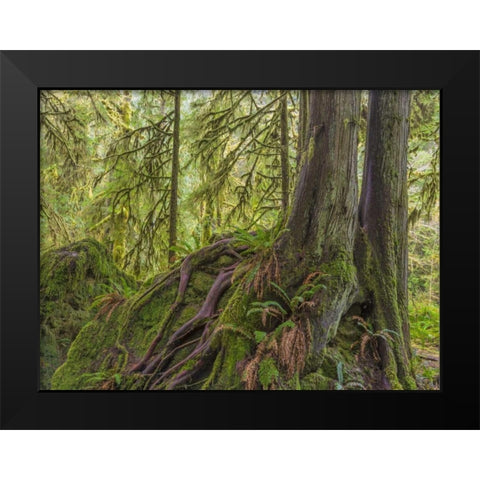 WA, Olympic NP Western red cedar on boulder Black Modern Wood Framed Art Print by Paulson, Don