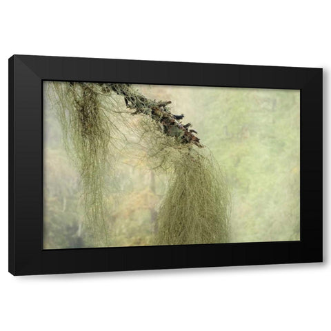 WA, Seabeck Methuselahs beard lichen on tree Black Modern Wood Framed Art Print with Double Matting by Paulson, Don