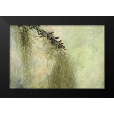 WA, Seabeck Methuselahs beard lichen on tree Black Modern Wood Framed Art Print by Paulson, Don