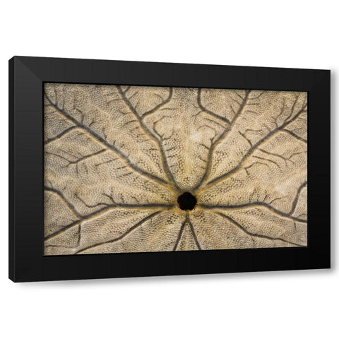 WA, Neah Bay Design on a sand dollar shell Black Modern Wood Framed Art Print with Double Matting by Paulson, Don