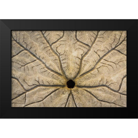 WA, Neah Bay Design on a sand dollar shell Black Modern Wood Framed Art Print by Paulson, Don