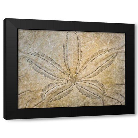 WA, Neah Bay Design on top of sand dollar shell Black Modern Wood Framed Art Print with Double Matting by Paulson, Don