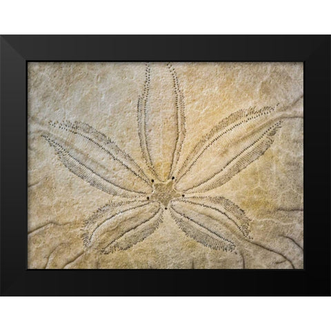 WA, Neah Bay Design on top of sand dollar shell Black Modern Wood Framed Art Print by Paulson, Don