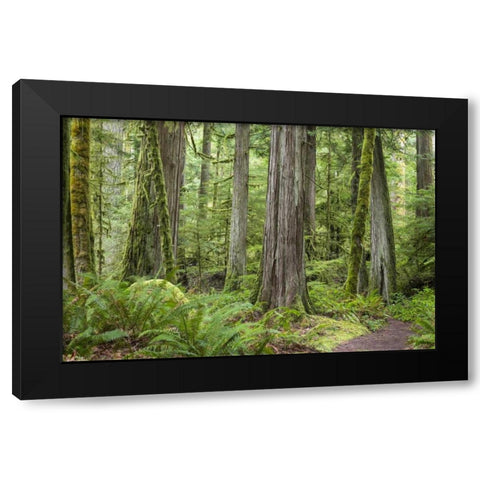 Washington, Olympic NP Barnes Creek Trail forest Black Modern Wood Framed Art Print with Double Matting by Paulson, Don