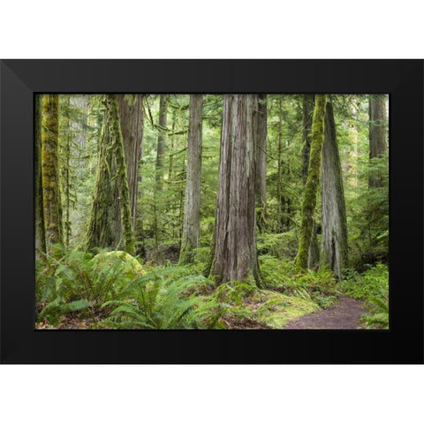 Washington, Olympic NP Barnes Creek Trail forest Black Modern Wood Framed Art Print by Paulson, Don