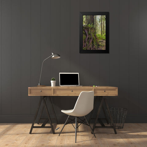 WA, Olympic NP Western red cedar on boulder Black Modern Wood Framed Art Print by Paulson, Don