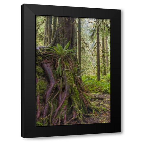 WA, Olympic NP Western red cedar on boulder Black Modern Wood Framed Art Print with Double Matting by Paulson, Don